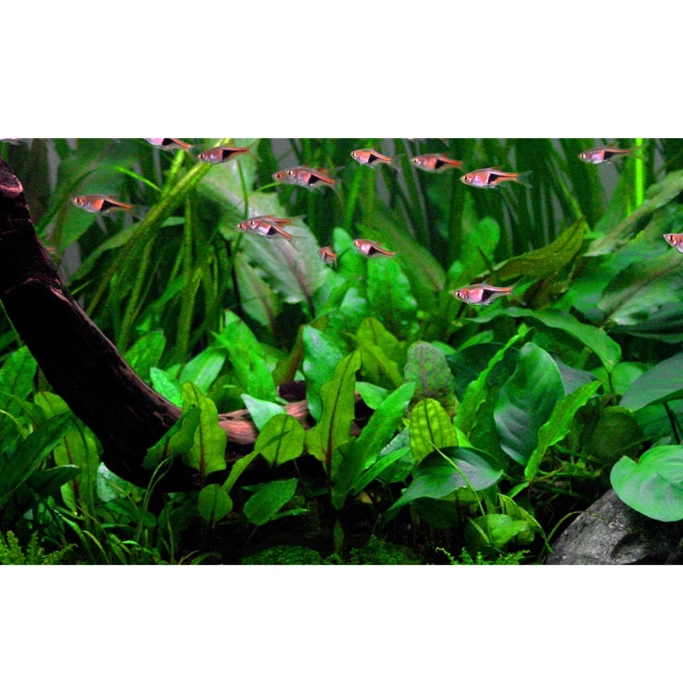 Tropica Cryptocoryne Wendtii Green 1-2-GROW